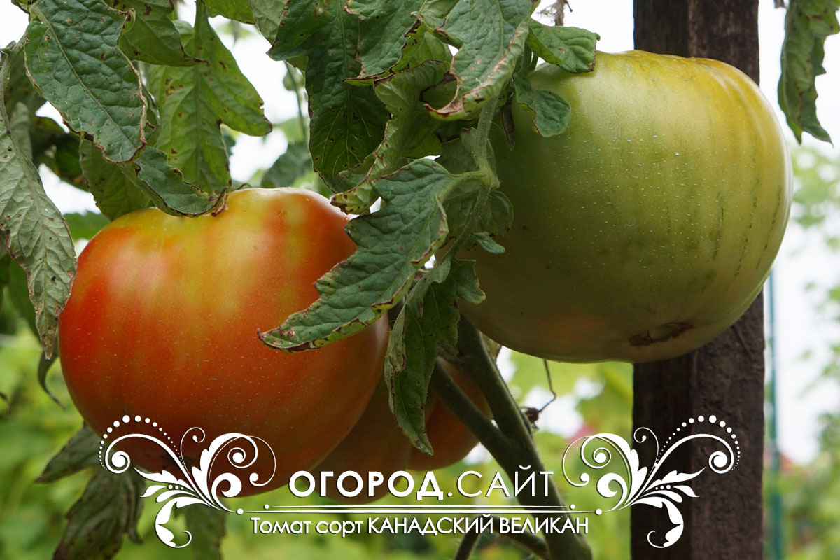 Томат Канадский великан: описание сорта помидоров, характеристики, выращивание, болезни. Отзывы